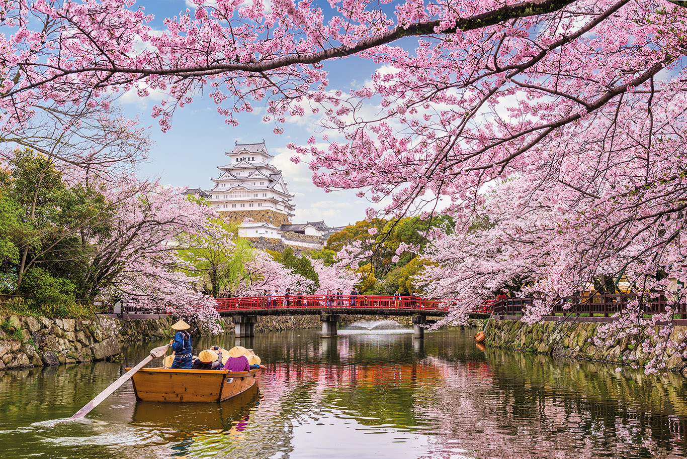 cherry blossoms 6
