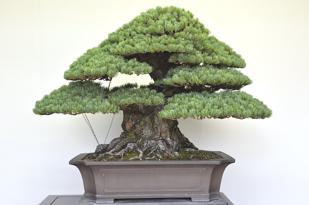 bonsai