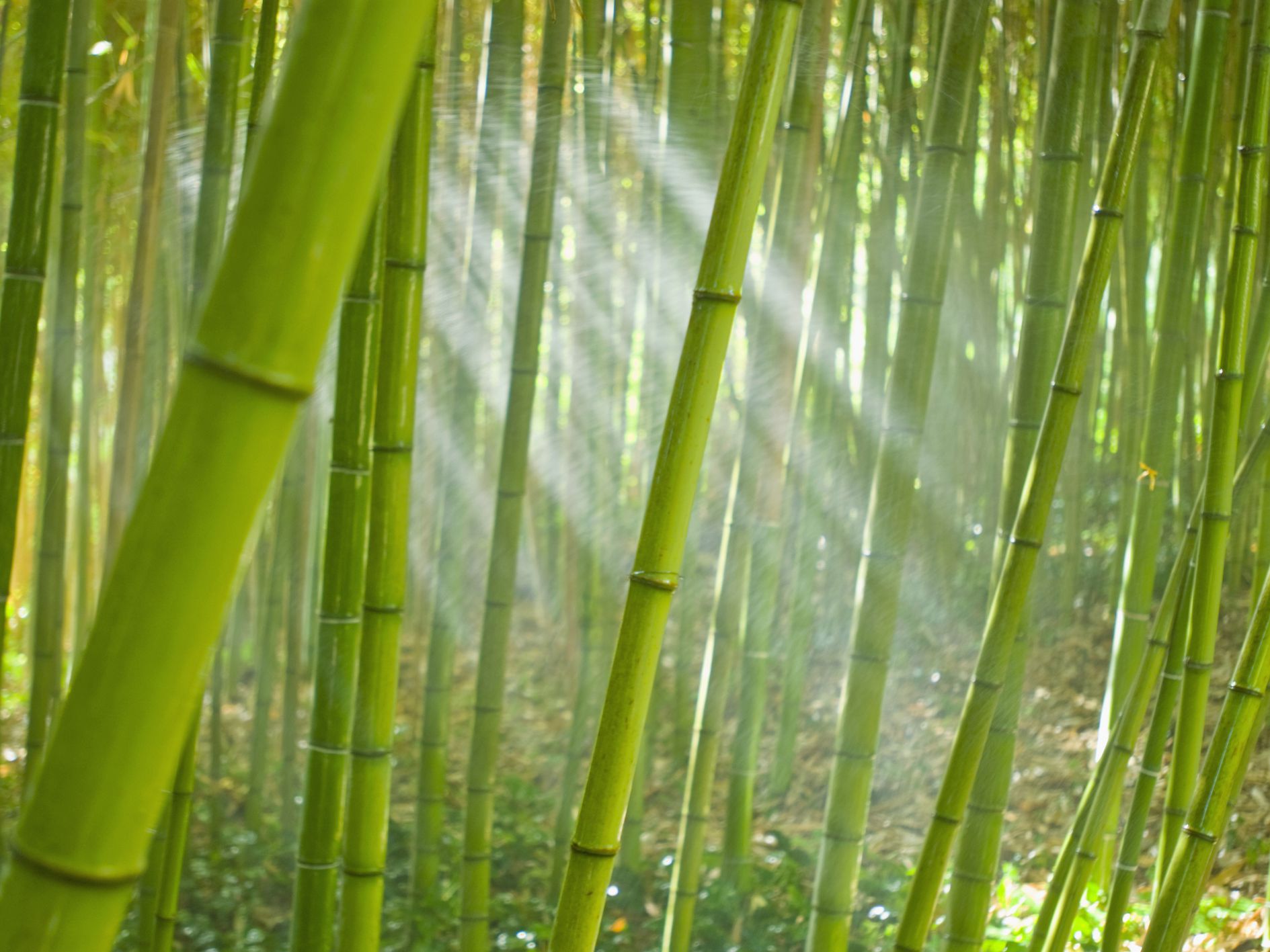 Bamboo