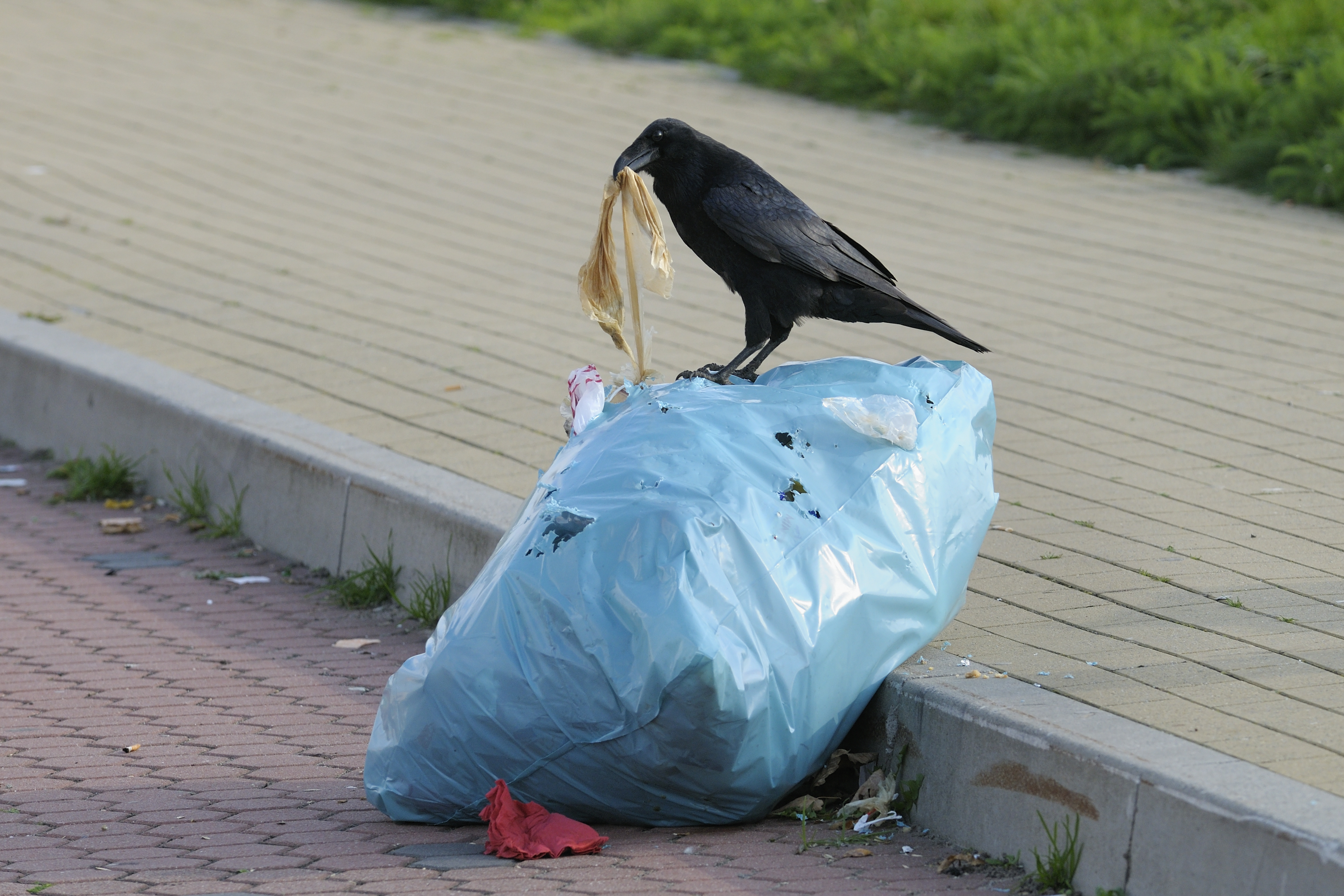 Carrion crow on a trash bag, Germany, Europe